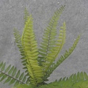 BOSTON FERN BUSH X12  14" 