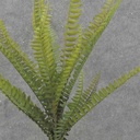 BOSTON FERN BUSH X20  22"