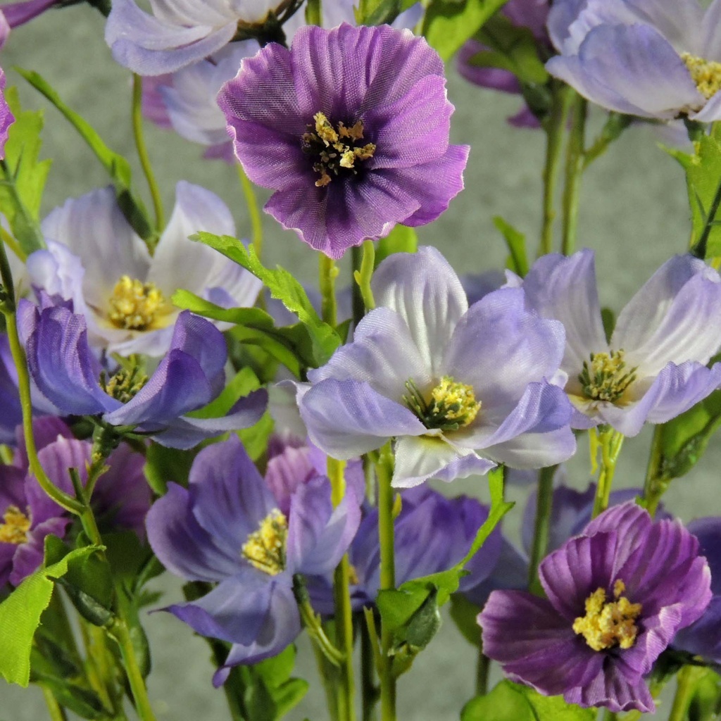 COSMOS BUSH X5  LAVENDER/PURPLE