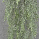 HANGING SEDUM VINE 30" X4 DUSTY GREEN