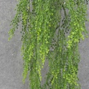 HANGING SEDUM VINE 30" X4 GREEN