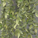 HANGING TEA LEAF VINE 30" X6 GREEN/CREAM