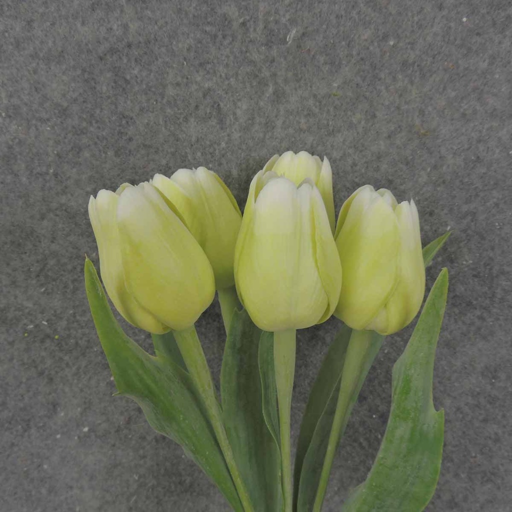 TULIP BUNDLE X5 17" LIGHT GREEN (PLASTIC)