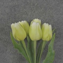 TULIP BUNDLE X5 17" LIGHT GREEN (PLASTIC)