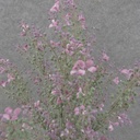 SEEDED FLOWER BUSH X9 21" LAVENDER/GREEN