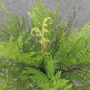 FERN LEAF BUSH X15 19"