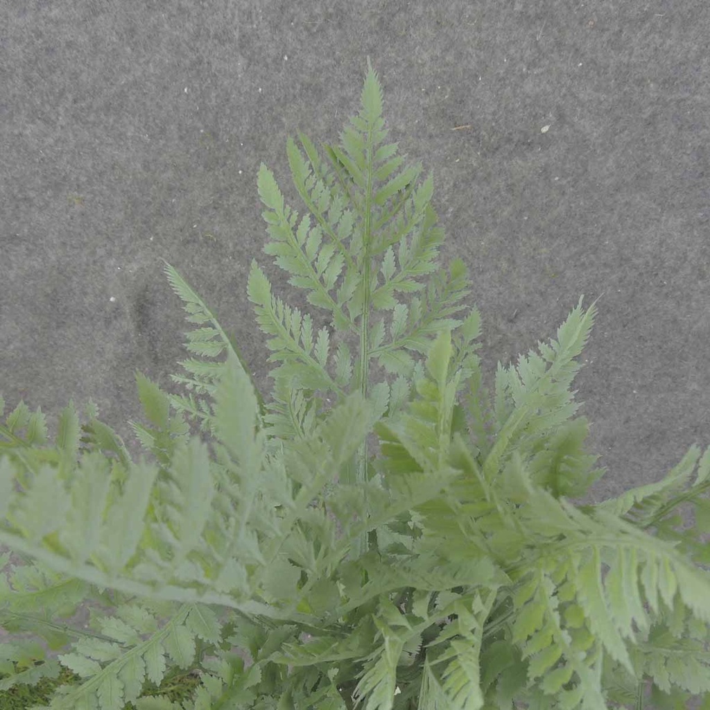 FERN LEAF BUSH X13 16" DUSTY GREEN