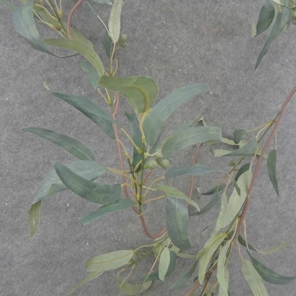 EUCALYTUS LONG LEAF GARLAND 6'  W/150 LVS