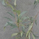 EUCALYTUS LONG LEAF GARLAND 6'  W/150 LVS
