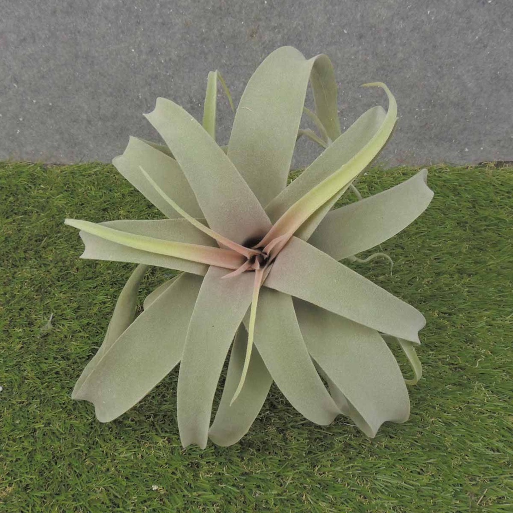 AIR PLANT 10.5&quot; DUSTY GREEN