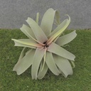 AIR PLANT 10.5&quot; DUSTY GREEN