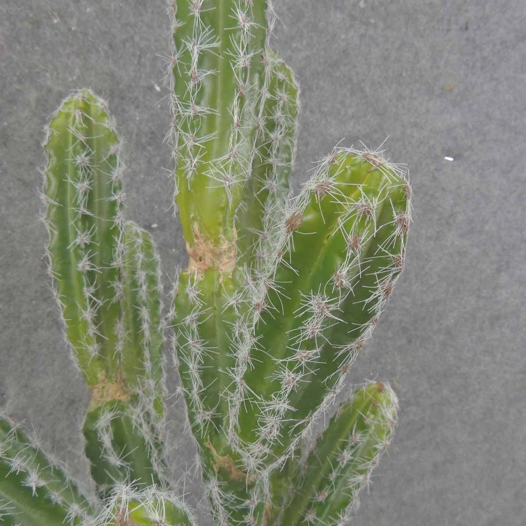 CACTUS PLANT 17" (SAN PEDRO)
