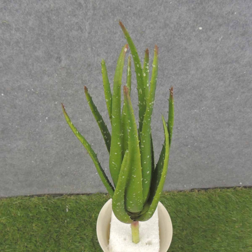 ALOE VERA PLANT 12&quot;