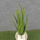 ALOE VERA PLANT 12&quot;