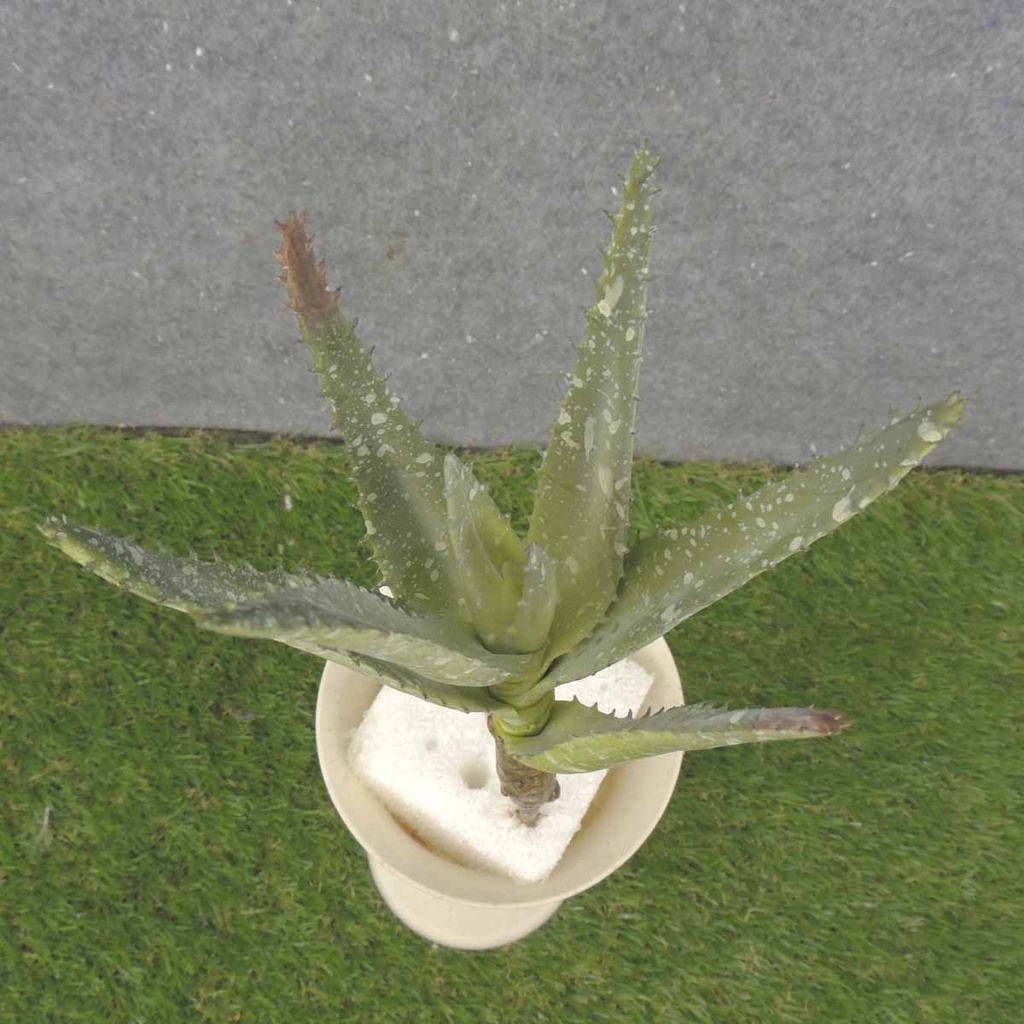 ALOE VERA PLANT 8.5"  LIGHT GREEN