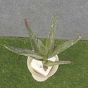 ALOE VERA PLANT 8.5&quot;  LIGHT GREEN
