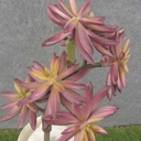 SUCCULENT PICK X6  9"  PURPLE