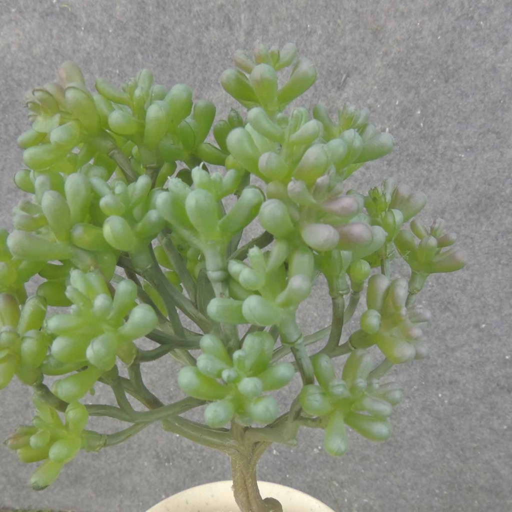 SEDUM SUCCULENT PICK 8"  GREEN