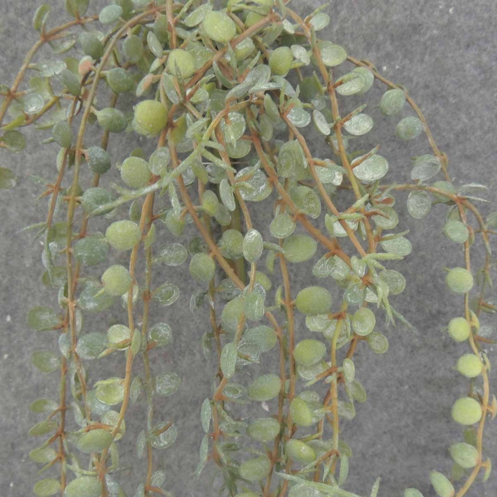 BUTTON FERN VINE X5 28"