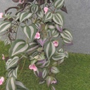 WANDERING JEW HANGING BUSH X9 W/BLOOMS