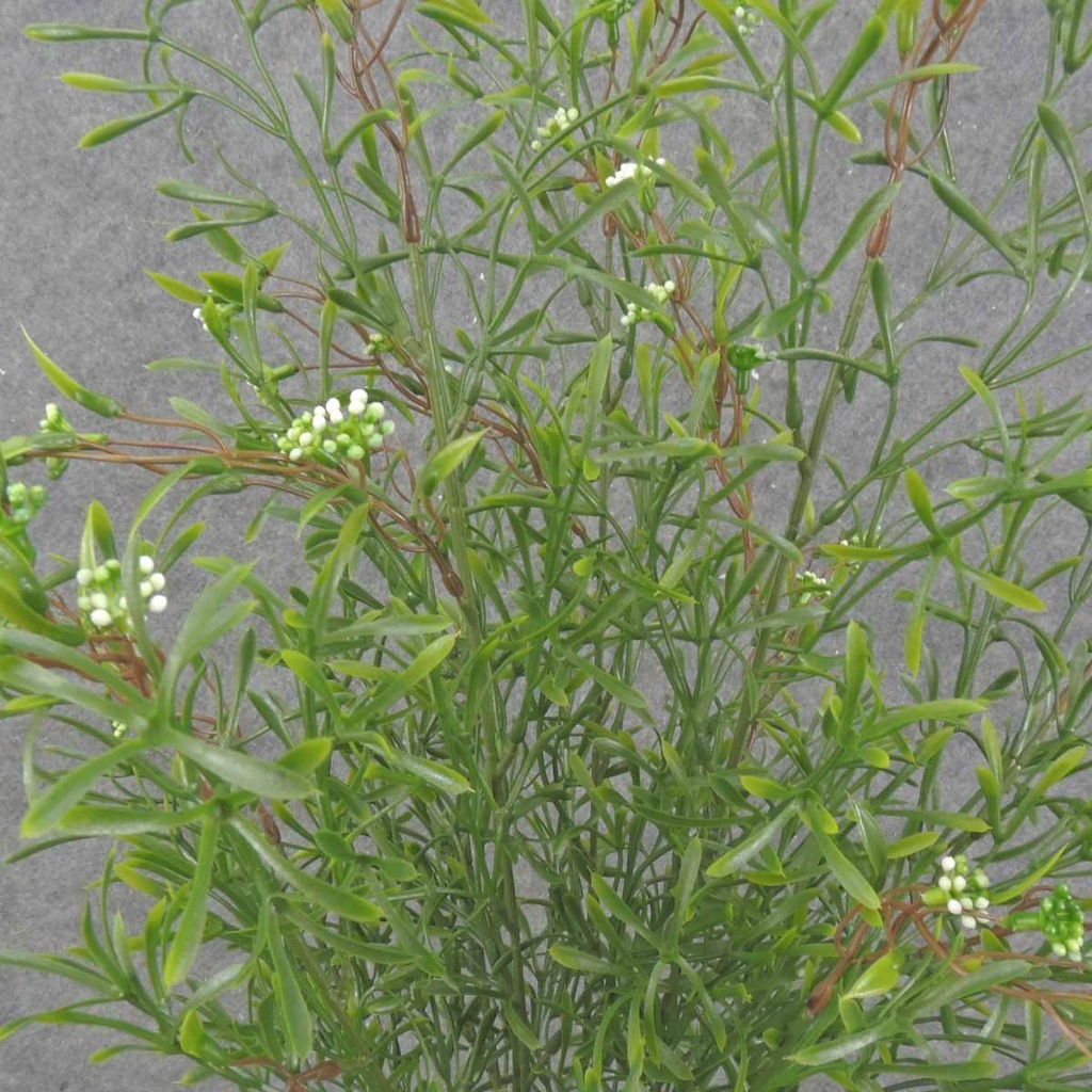 21" TARRAGON GRASS BUSH X9