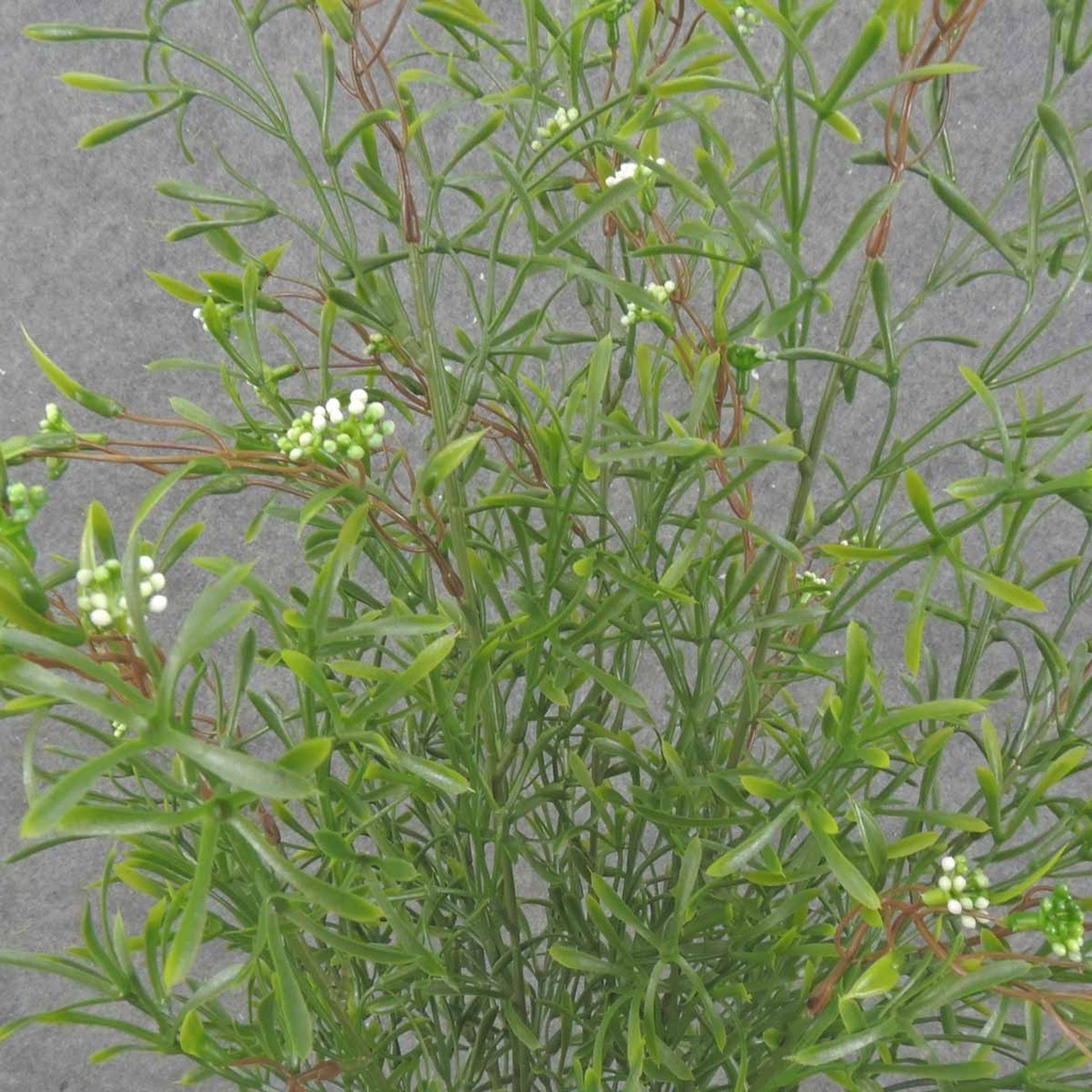 21" TARRAGON GRASS BUSH X9