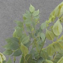 FICUS BUSH X4 W/228 LVS &amp; BERRIES FROSTED 