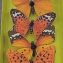 4.25" BUTTERFLIES ORANGE ASSORTED PRINTED 