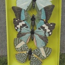 4.25" BUTTERFLIES BLUE/GREEN ASSORTED PRINTED