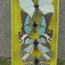 3" BUTTERFLIES BLUE/GREEN ASSORTED PRINTED