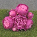 PEONY BUNDLE X7  11"  FUCHSIA