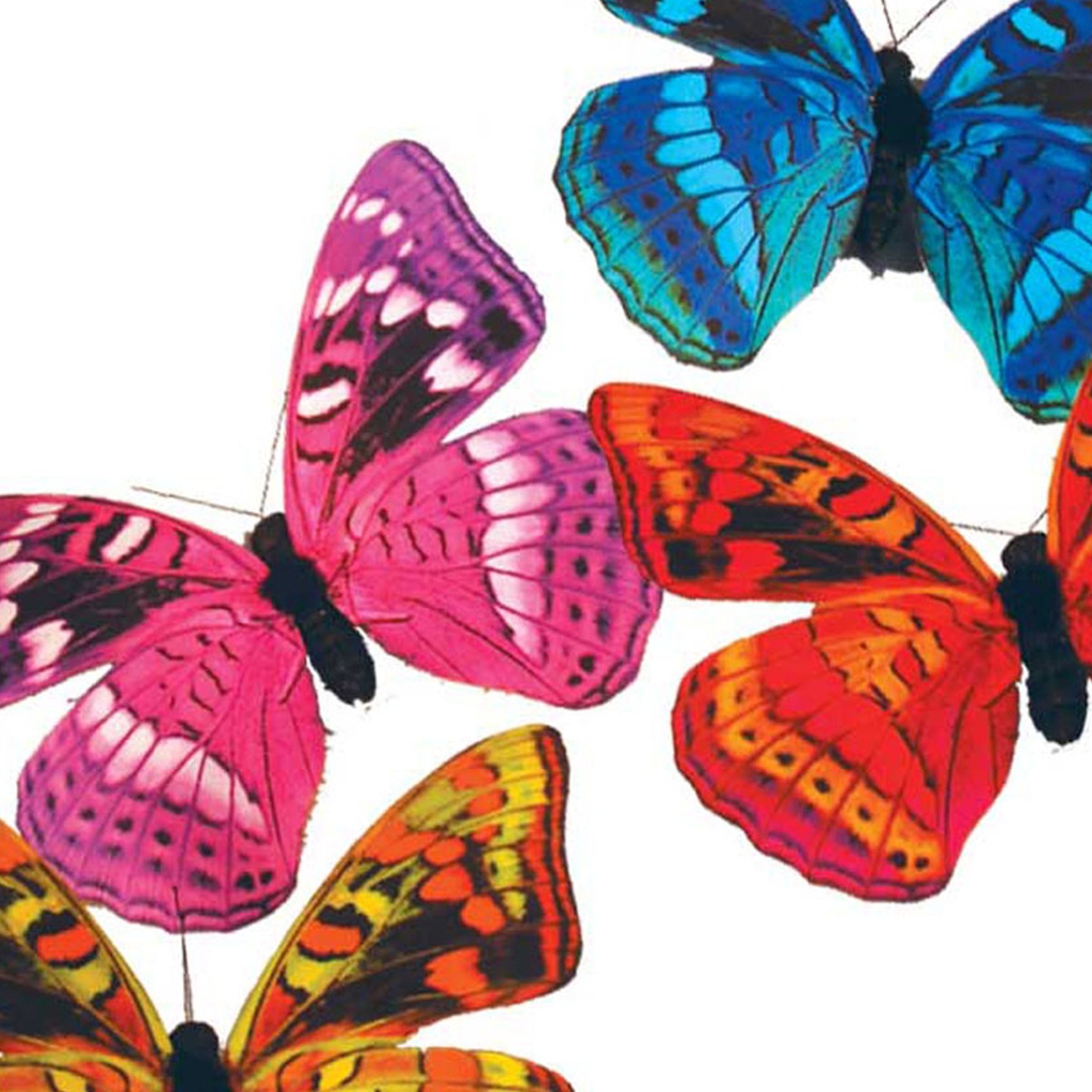 5&quot; PRINTED BUTTERFLY 4 ASSORTED (8 PER BOX)