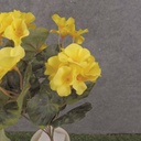 GERANIUM BUSH 14.5" X7 YELLOW