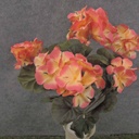 GERANIUM BUSH 14.5" X7 SALMON