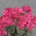 GERANIUM BUSH 18" X9  BEAUTY 