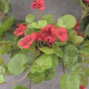 WREATH 16" GERANIUM W/POT RED