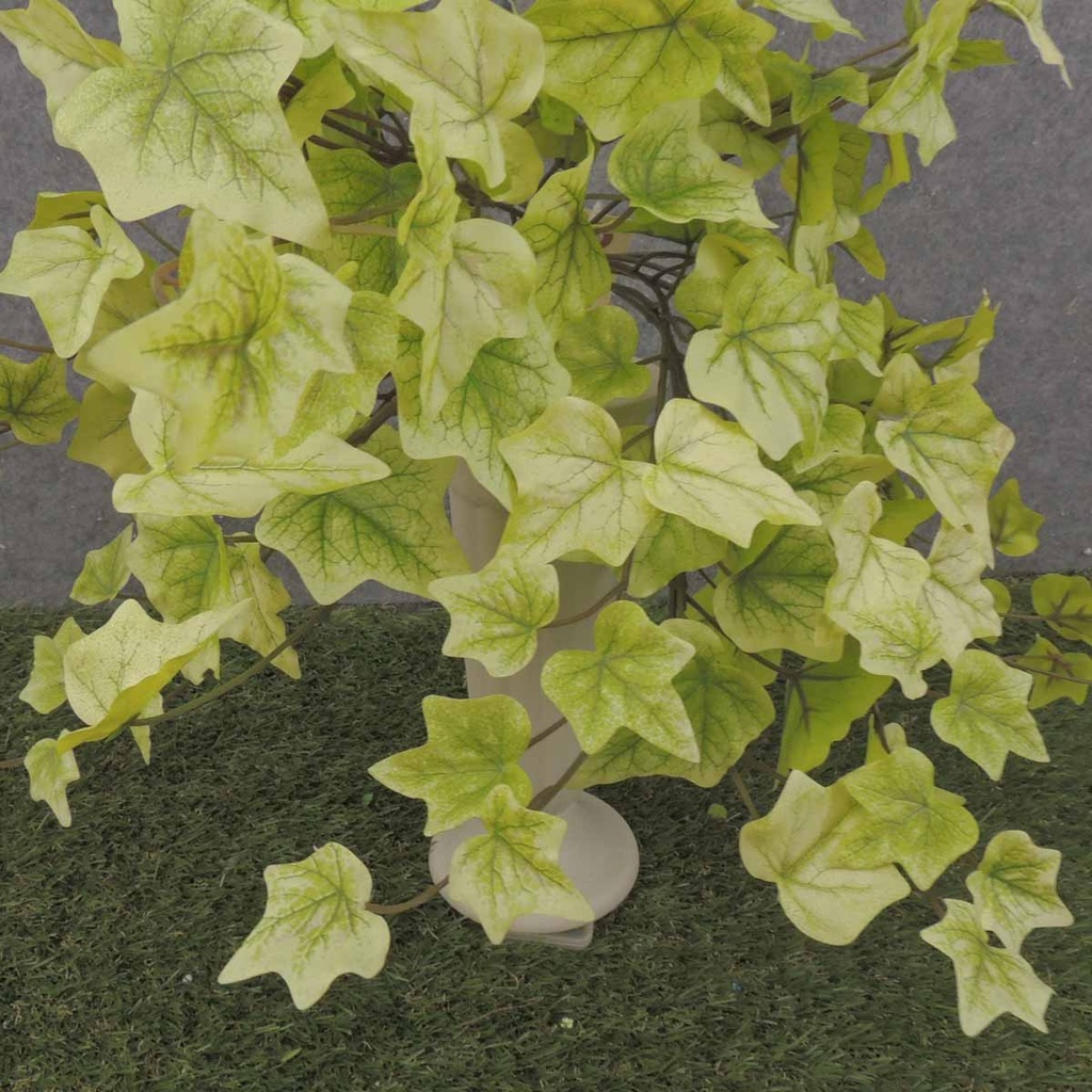 IVY ENGLISH BUSH VINE 146 LVS  LIGHT GREEN