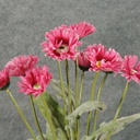 GERBERA DAISY  BUSH X10 MAUVE