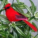 5.5" MUSHROOM CARDINAL W/FEET 6/BOX W/WIRE