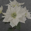 22" WHITE POINSETTIA BUSH X7 W/GLITTER