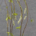 54&quot; FLOWERING TWIG GARLD H.WRAP  CREAM