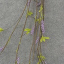 54" FLOWERING TWIG GARLD H.WRAP  PURPLE