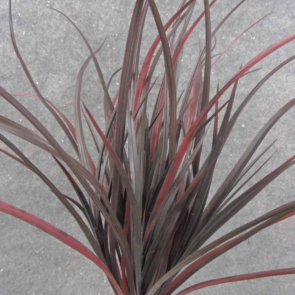 18" BURGUNDY GRASS BUSH