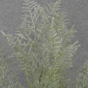 20" GREEN FERN BUSH X7 W/GLITTER