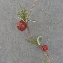 5' RED JINGLE BELL GARLAND W/PINE