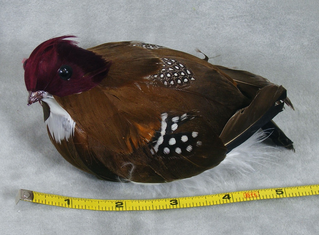 6" NATURAL PARTRIDGE WITH CLIP