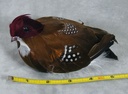 6&quot; NATURAL PARTRIDGE WITH CLIP