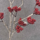 31" BIRCH TWIG SPRAY W/RED BERRIES