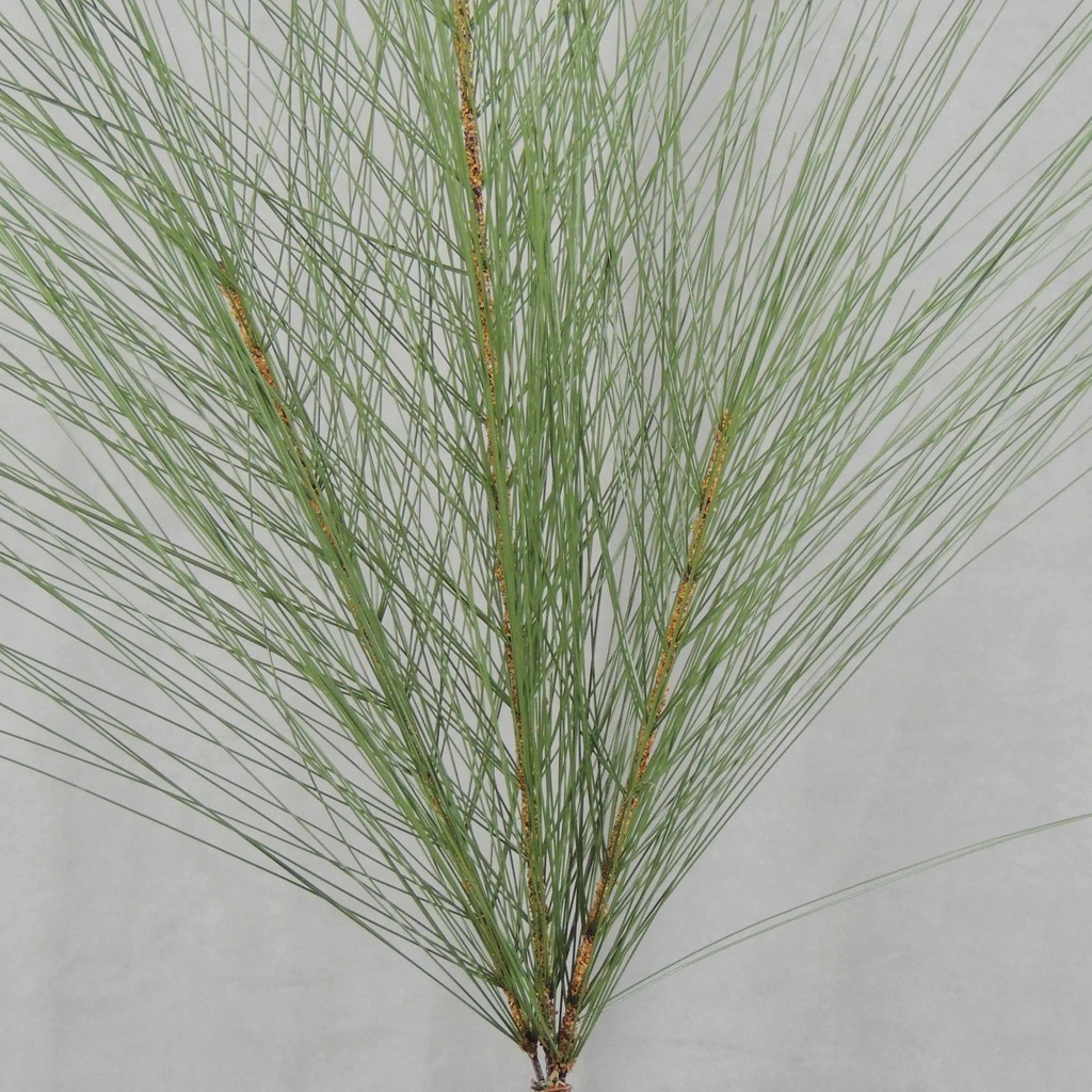 PINE LONG NEEDLE SPRAY 28"