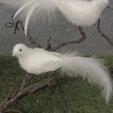 6.5" MUSHROOM DOVE W/FEATHER TAIL FLOCKED